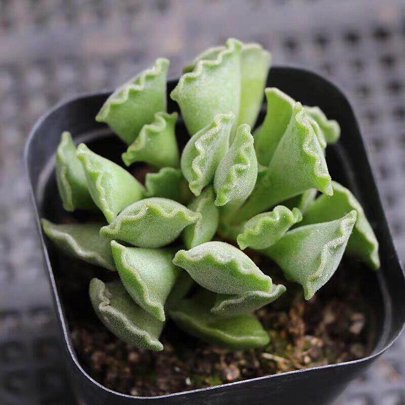 神想曲水泡 多肉植物 新手肉肉神响曲 稀有精品 室内花卉组合盆栽