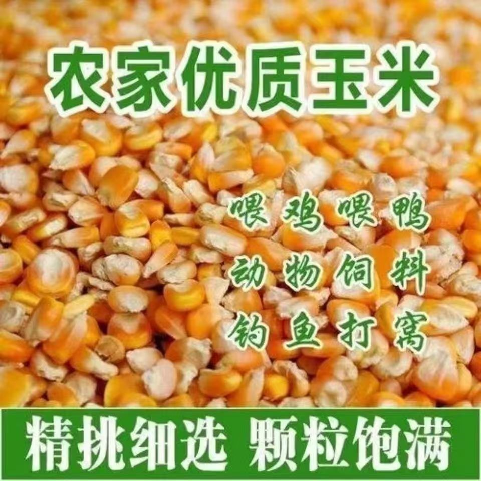 玉米粒大粒喂鸽子鸡鸭鸟打窝鱼饵