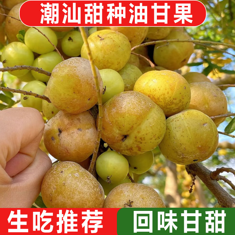 新鲜采摘青油甘果余甘果柿饼牛甘果滇橄榄当季油柑酸甜水果余甘子