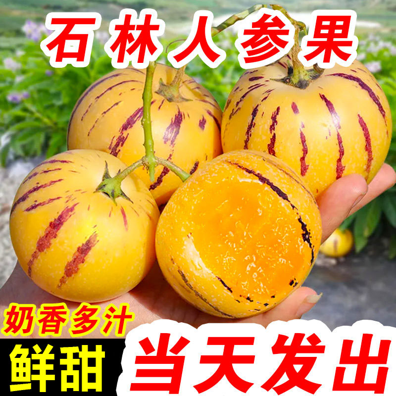 云南石林人参果树上熟新鲜水果当季整箱七彩特产人生果黄肉大圆果