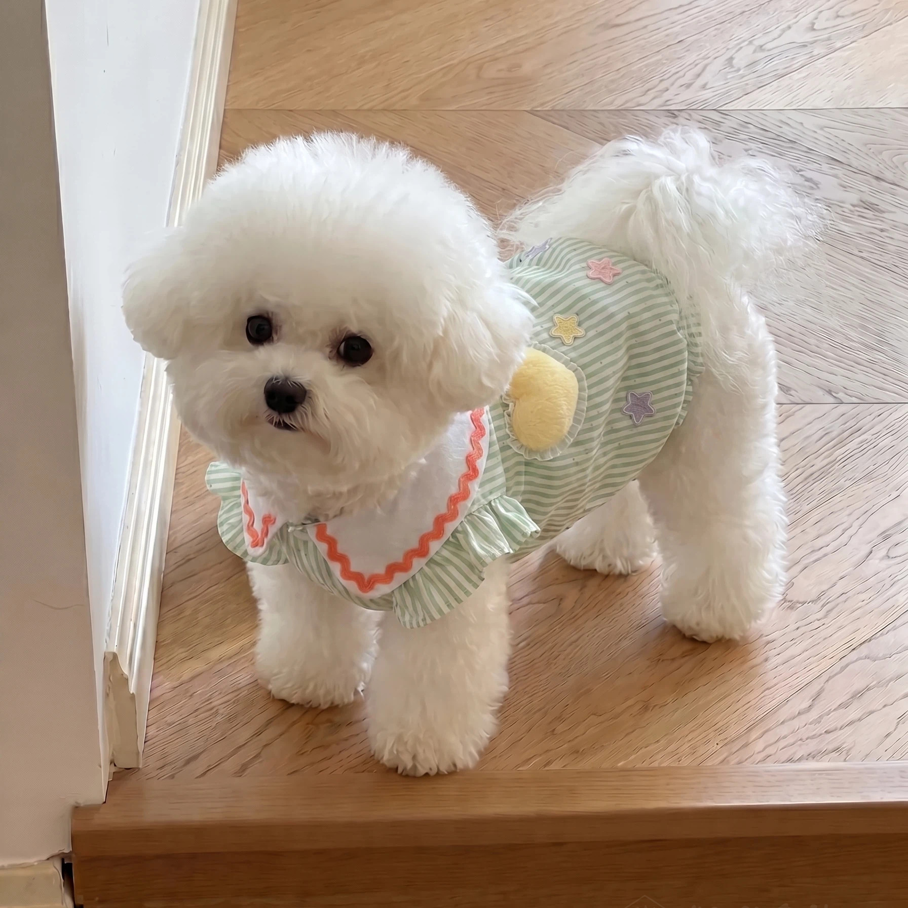 狗狗衣服小狗宠物比熊雪纳瑞夏天背心小型犬新款透气猫衣服1/4吋