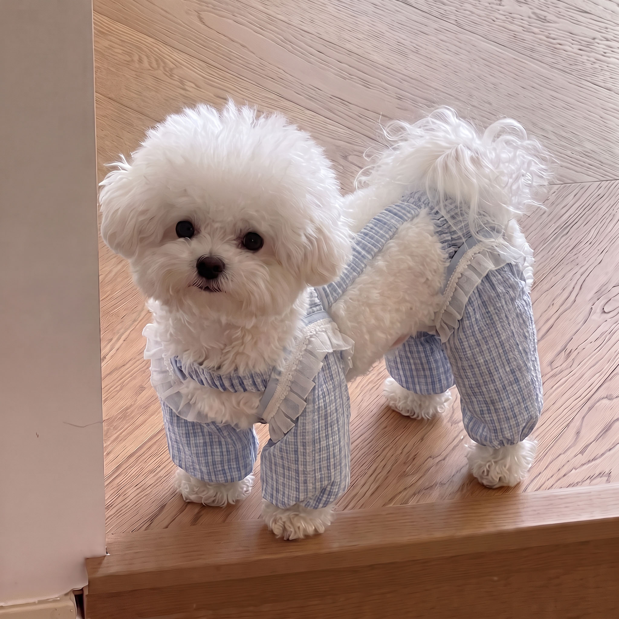 狗狗四脚防尘裤小型犬比熊泰迪宠物防脏裤外出遛狗神器防虫遛弯裤
