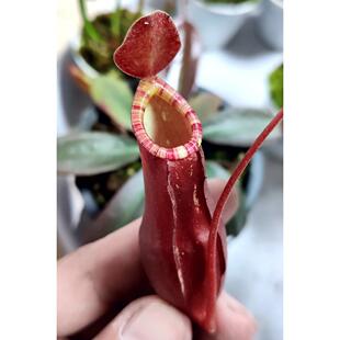 花唇红奇异猪笼草食虫植物低地品种非常可爱漂亮 笼子mirabilis
