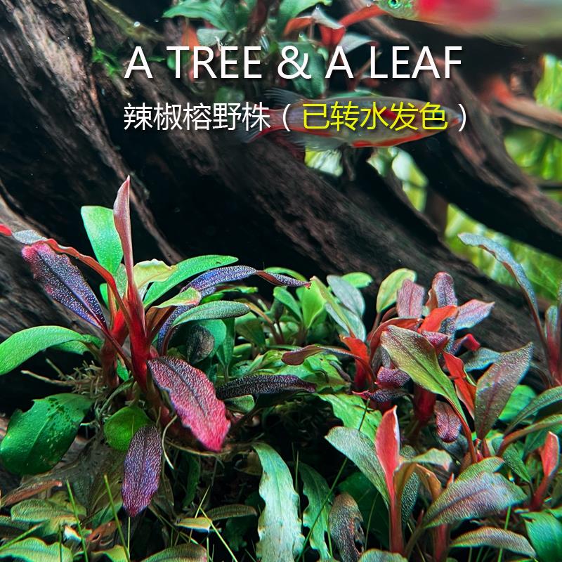辣椒榕野株 德利红 活体水草 草缸 水草造景 鱼缸植物