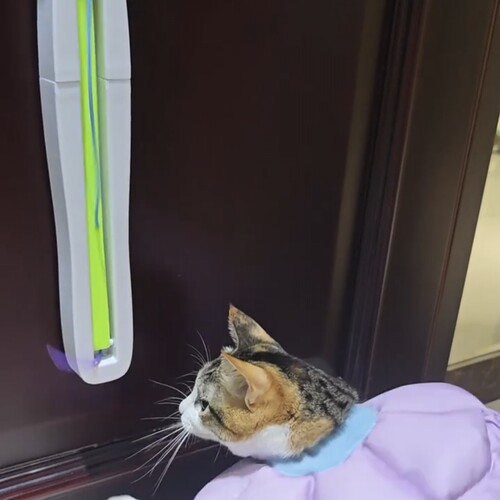 【全自动逗猫甩绳机】