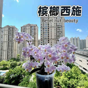 槟榔西施 原生西雷利血统基因蝴蝶兰苗 花期长带香味 兰之星