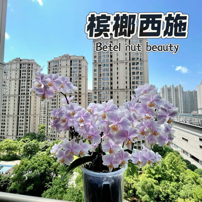 原生西雷利血统基因蝴蝶兰苗