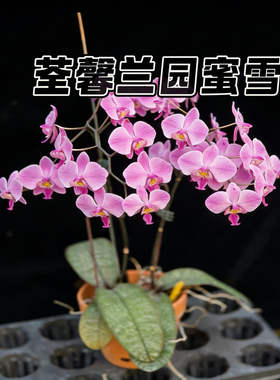 【兰之星】荃馨兰园【蜜雪儿】2.5寸苗原生西雷利蝴蝶兰苗细长叶