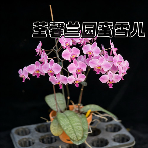 【兰之星】荃馨兰园【蜜雪儿】2.5寸苗原生西雷利蝴蝶兰苗细长叶