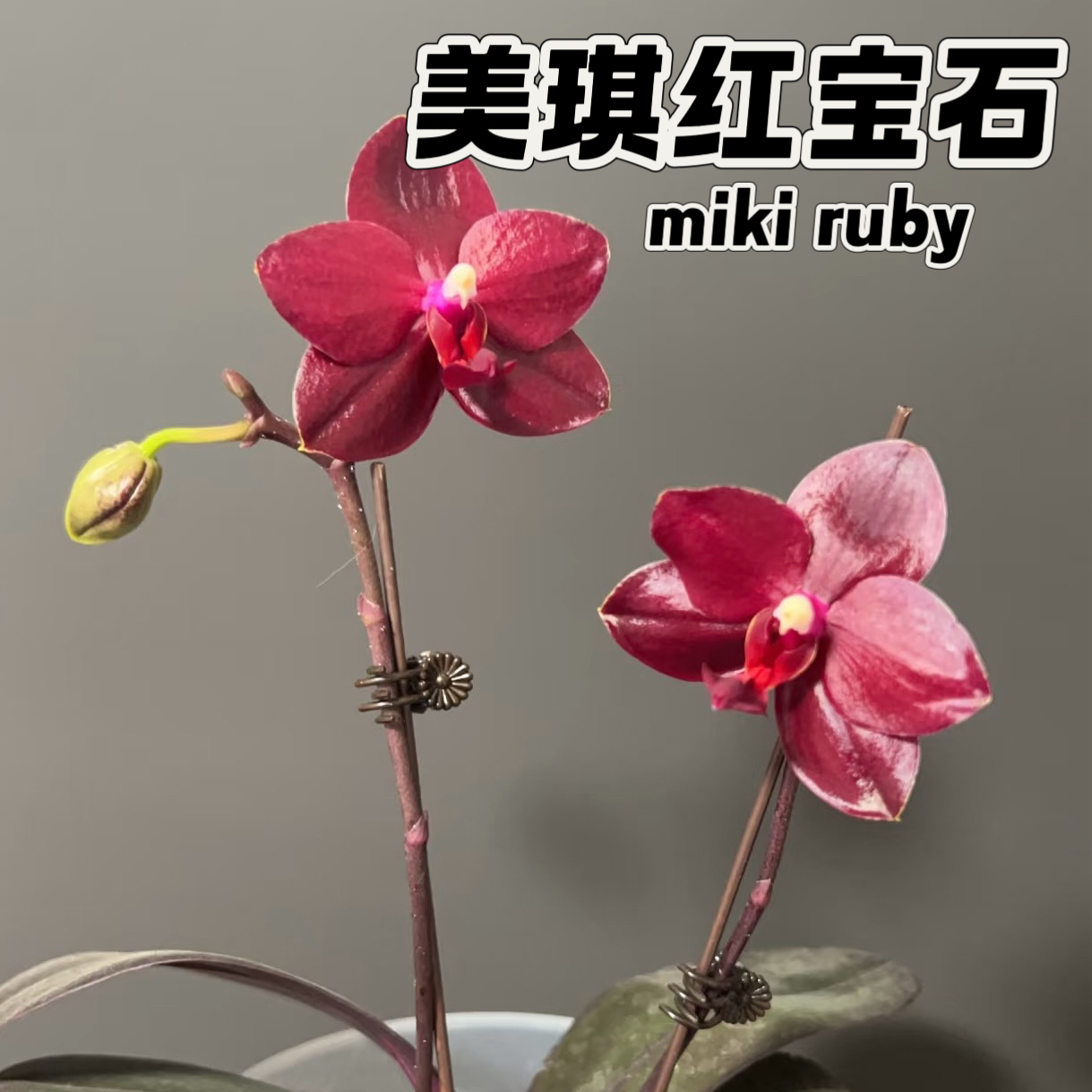 台湾美琪兰园红宝石4.5寸进口