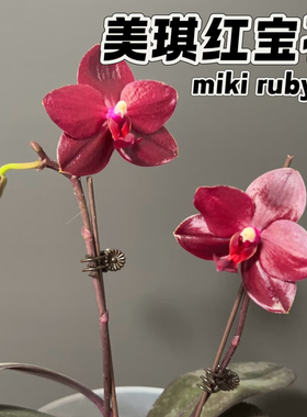 【兰之星】台湾美琪兰园红宝石4.5寸进口栽种胶杯原厂花牌蜡质花