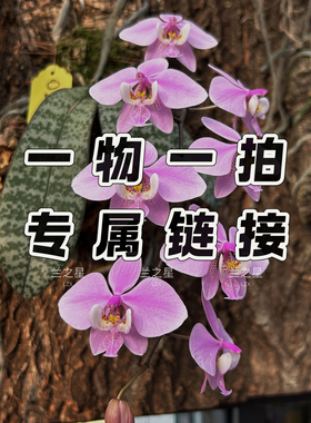 【兰之星】【直播专拍】珍奇类趣味原生种蝴蝶兰西雷利史塔基