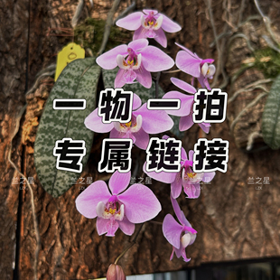 珍奇类趣味原生种蝴蝶兰西雷利史塔基 直播专拍 兰之星