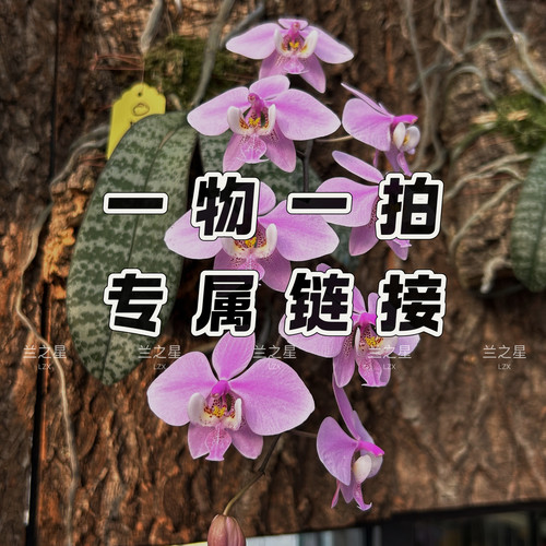 珍奇类趣味原生种蝴蝶兰兰之星
