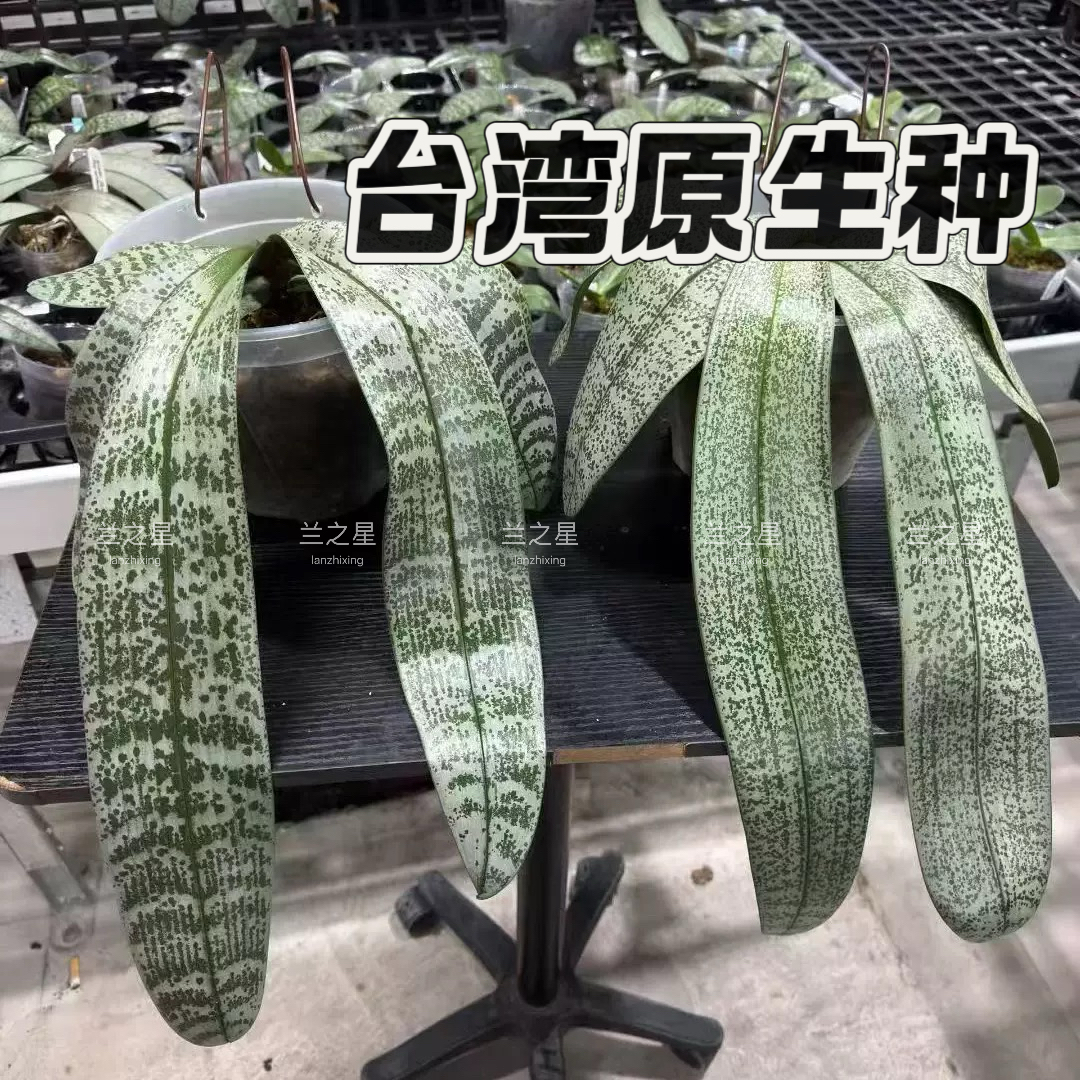 【兰之星】台湾苗对版大兰园趣味珍奇原生种蝴蝶兰银叶西雷丽