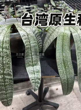【兰之星】台湾苗对版大兰园趣味珍奇原生种蝴蝶兰银叶西雷丽