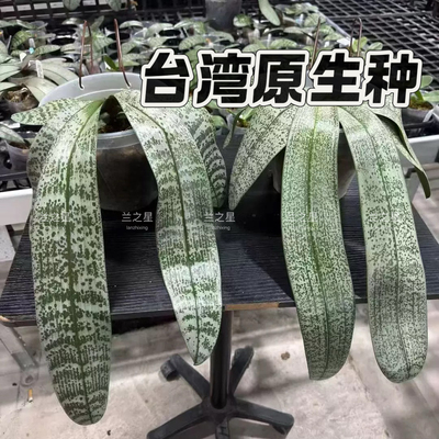 【兰之星】台湾苗对版大兰园趣味珍奇原生种蝴蝶兰银叶西雷丽