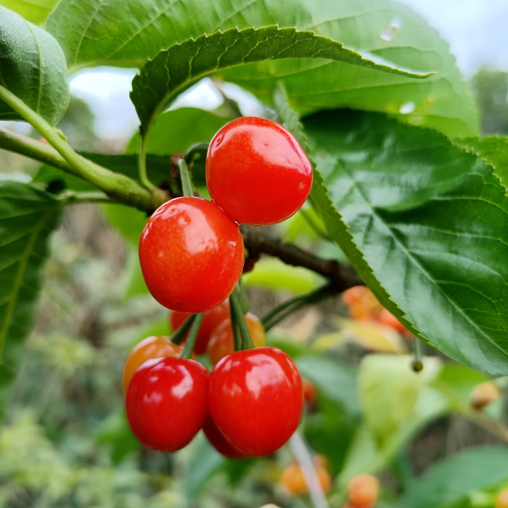 四川鸡心樱桃树苗玛瑙红樱桃苗早熟樱桃品种玛瑙红樱桃结果树苗木