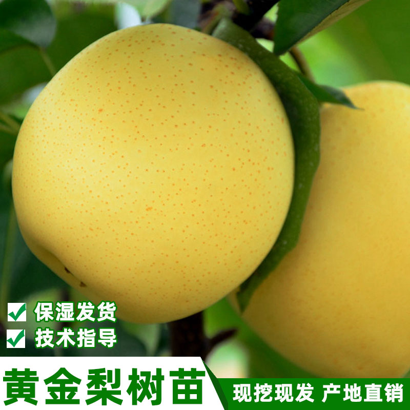 纯正黄金梨树苗嫁接早熟梨树苗
