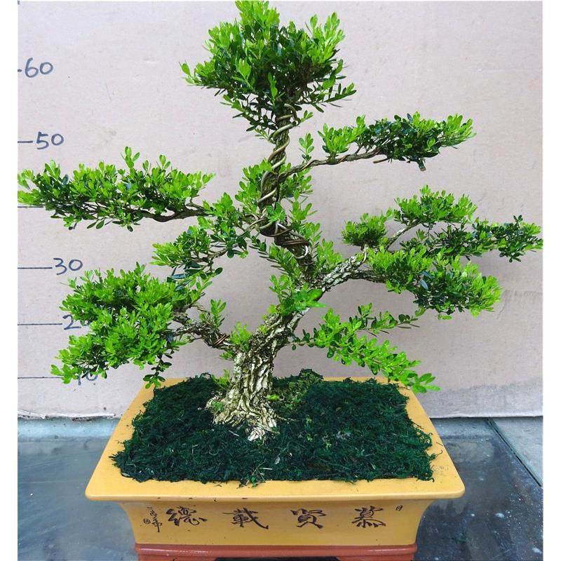 黄杨造型盆景室内绿植花卉 雀舌小叶黄杨木盆栽老桩大型客厅花卉