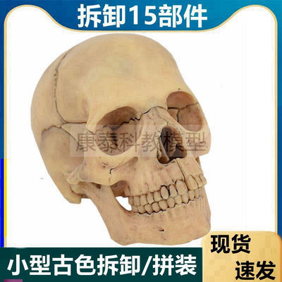 人体头骨模型f拆卸22部件颅骨结构手工拼装彩色塑胶骨髅头美术医