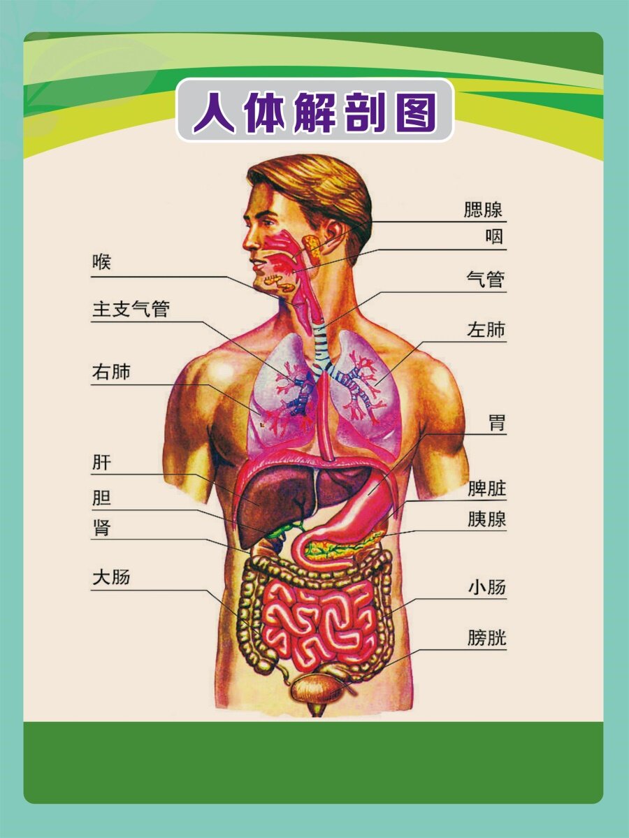 人体解剖图穴位医学人体结构图片内脏器官骨骼肌肉构造挂图画全身