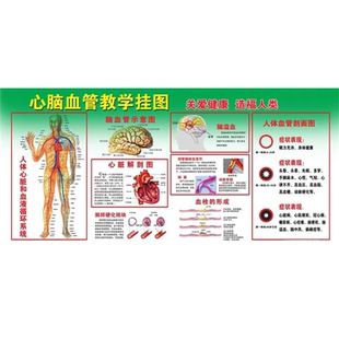 医院人体心脑血管系统图解剖图人体心脑血管示意图挂图海报