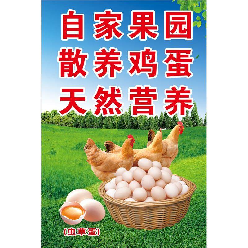 土鸡蛋海报展板自家果园散养鸡蛋天然营养健康生活源于自然墙贴纸,个性定制/设计服务/DIY,写真/海报印制,淘宝优惠券,粉丝福利购,淘宝优惠卷