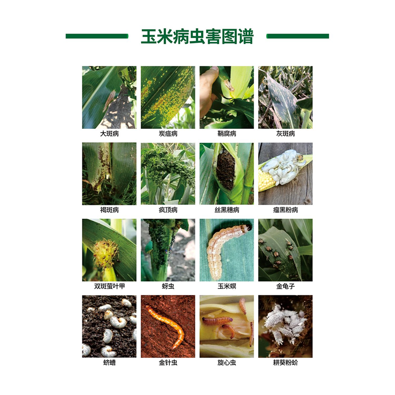 玉米病虫害图谱挂图防治技术图海报墙上贴图印制展板写真喷绘墙贴,个性定制/设计服务/DIY,写真/海报印制,淘宝优惠券,粉丝福利购,淘宝优惠卷