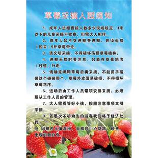 草莓采摘入园须知海报展板墙贴墙纸装饰画KT板草莓采摘入园须知