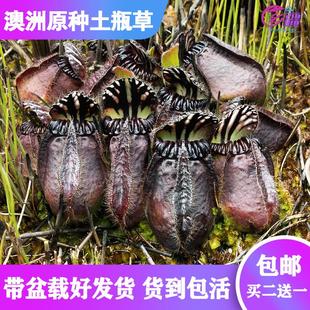 【原种土瓶草】澳洲食虫植物捕蚊草多肉趣味绿植盆栽包邮