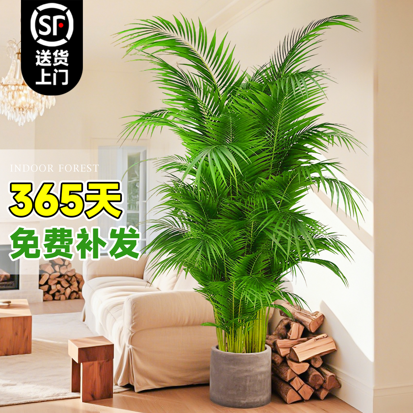 A+级散尾葵超密到手365天免费补