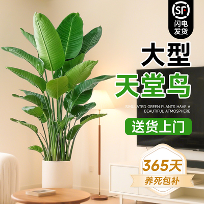 A+级天堂鸟365天养死免费补发