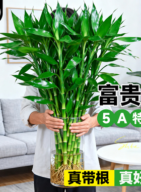 富贵竹水培植物粗杆带根水养绿植室内客厅水生招财转运竹子好养活