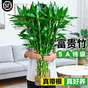 富贵竹水培植物粗杆带根水养绿植室内客厅水生招财转运竹子好养活