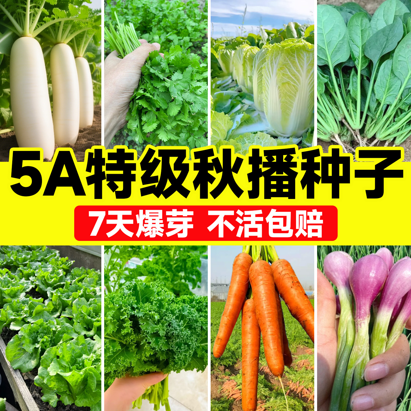 适合秋天种的蔬菜种子大全四季萝卜香菜白菜菠菜生菜青菜羽衣甘蓝
