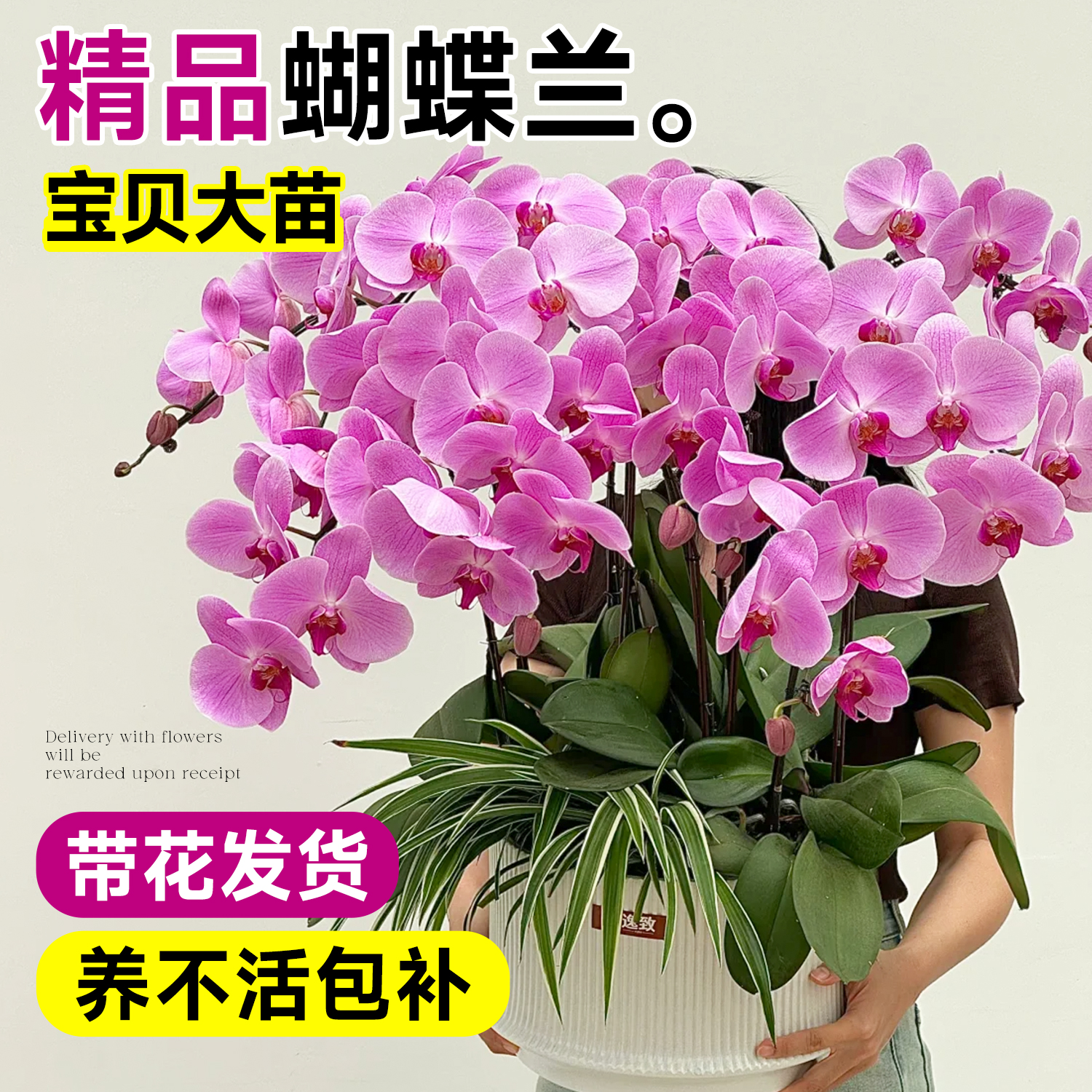宝贝蝴蝶兰8株盆栽带花室内冬季耐寒花卉绿植高级感客厅胡蝴蝶兰