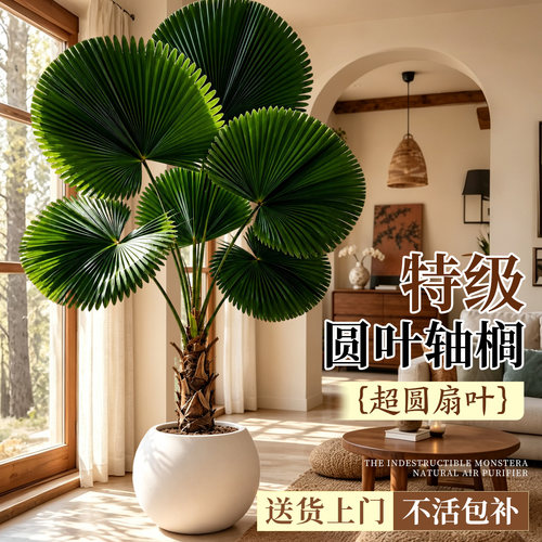 圆叶棕榈轴棕客厅耐阴好养盆栽