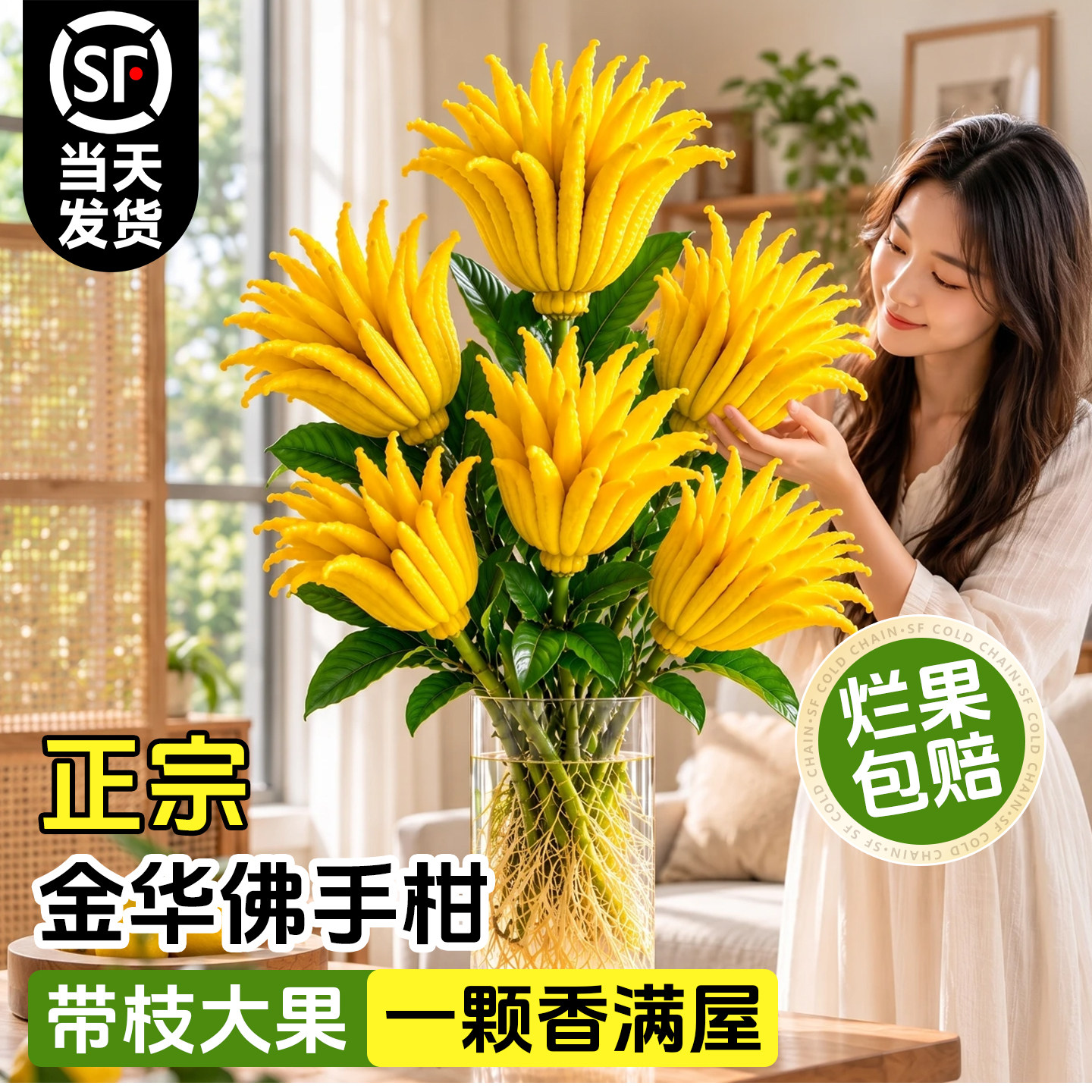 金华佛手柑水培鲜果桌面摆件室内客厅办公室新鲜绿植物天然佛手果