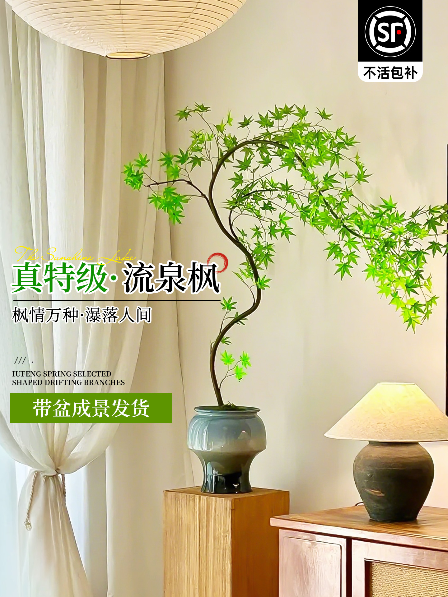 黄金流泉枫盆栽盆景室内绿植枫树老桩办公室玄关桌面植物四季好养