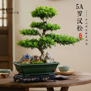 罗汉松盆景飘枝造型老桩室内大盆客厅绿植四季好养盆栽大型迎客松