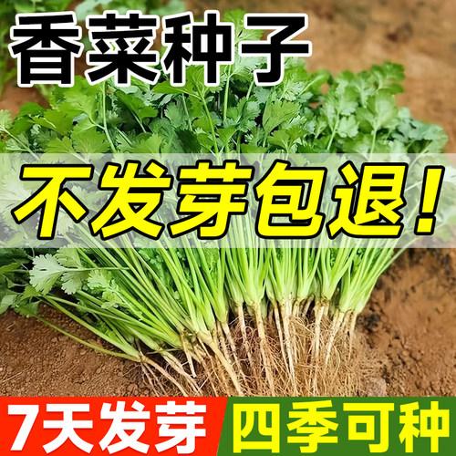 传统老香菜种子味道更香浓耐寒热
