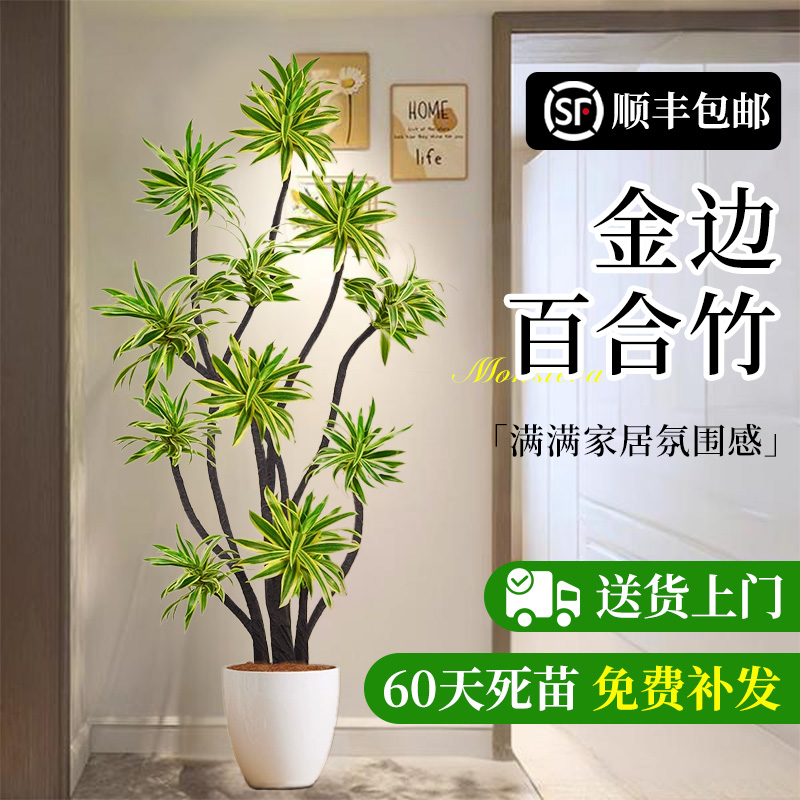 金边百合竹客厅绿植大型植物盆栽高级感落地老桩真花好养新家盆景