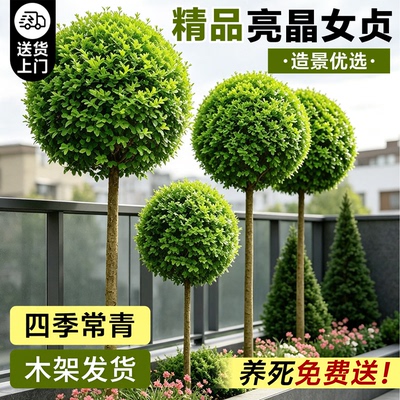 亮晶女贞棒棒糖造型树耐寒好养