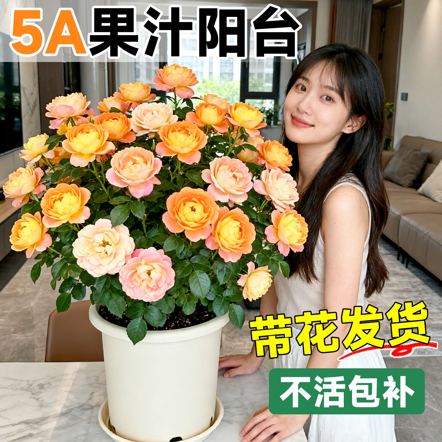 5A果汁阳台月季带花发货不活包补