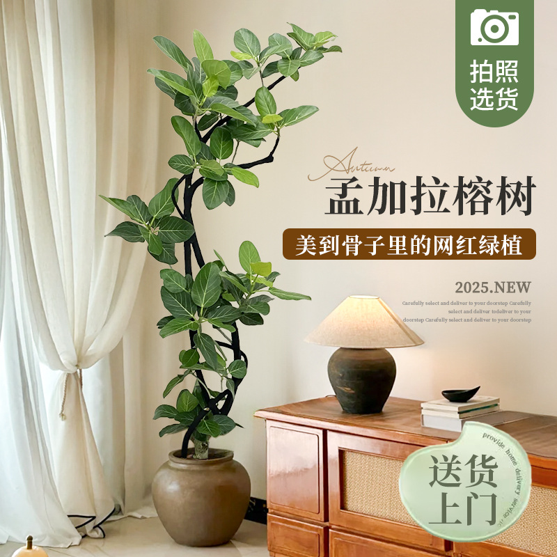 【网红绿植】造型孟加拉榕大盆栽