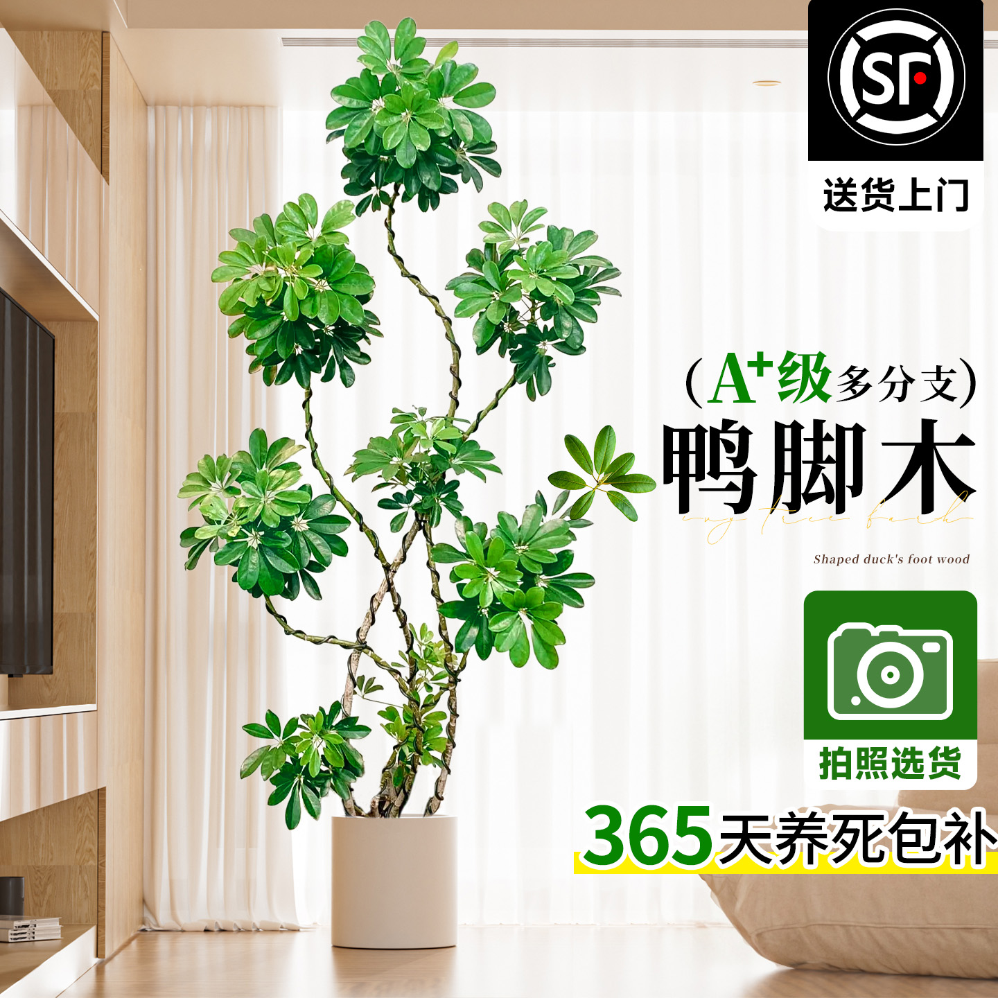 造型鸭脚木客厅大盆栽八方来财鸭掌木鹅掌柴室内落地式大型绿植物