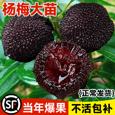 杨梅树树苗特大东魁果苗带土嫁接