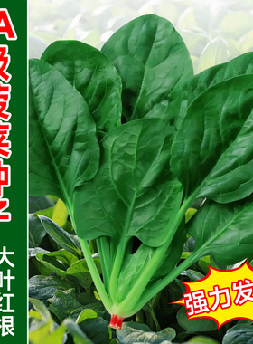 大叶菠菜种子老品种红根趴地小叶菠菜种籽孑四季播种越冬耐寒蔬菜