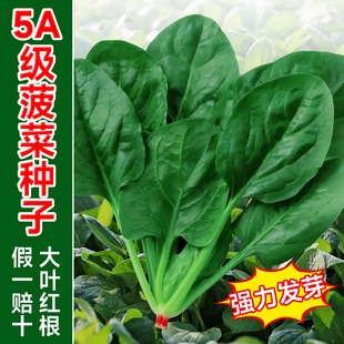 大叶菠菜种子老品种红根趴地小叶菠菜种籽孑四季播种越冬耐寒蔬菜